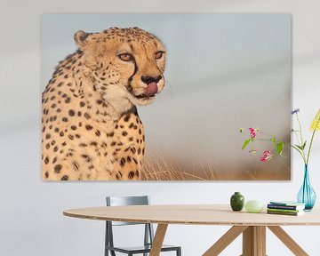 Cheetah - Big Cat
