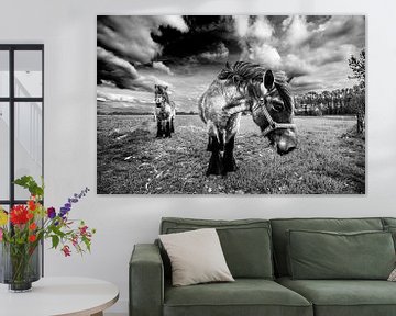 HDR Paarden in de Wei van Brian Morgan