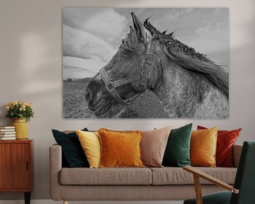 Paard in close up zwart/wit by Brian Morgan