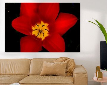 Rode tulp met zwarte achtergrond by Ineke Huizing