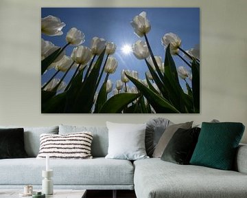 Witte tulpen met zon tegen blauwe lucht by Gerard Veerling