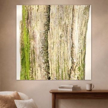 Groen verweerd paalhoofd