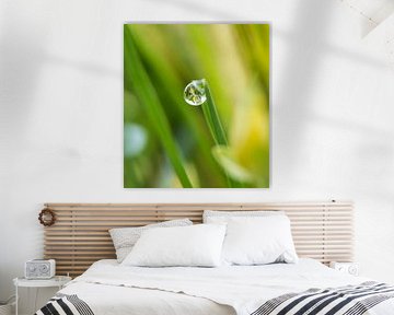 Dew drop
