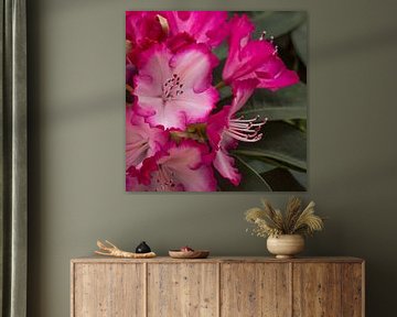 Rhododendron by Jan Croonen