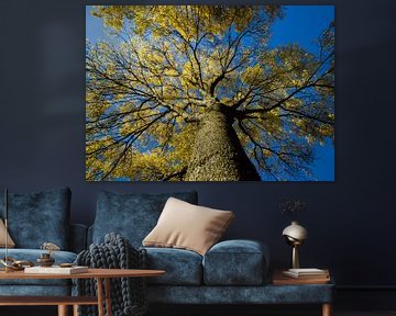 Herbst Baum von Martin Smit