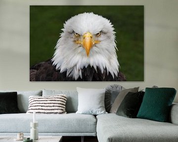 Bald Eagle portrait sur Wilfred Marissen