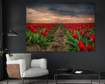 Tulpenvelden van Robin Pics (verliefd op Utrecht)