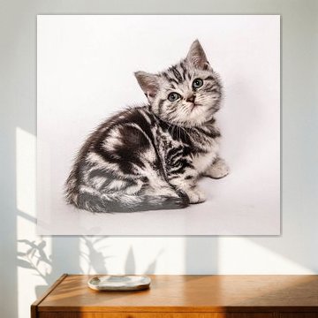 British shorthair kitten