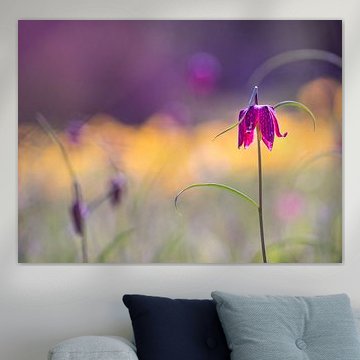 Kievitsbloemen in een veld