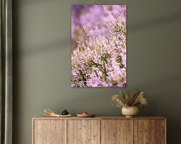 Detail van bloeiende paarse heide van Fotografiecor .nl