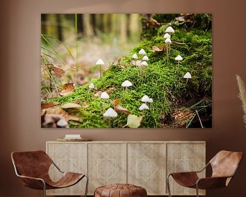 Collecte de petits champignons sur le tronc d'un arbre. sur Fotografiecor .nl