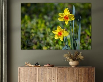 Daffodils duo van Ursula Di Chito