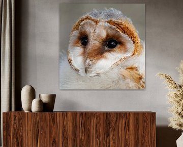 Barn Owl von Martzen Fotografie