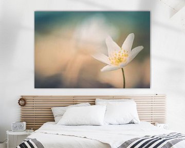 Anemone von Martzen Fotografie