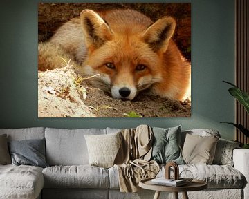 closeup of a fox lying in the shade and in the sand by Joke te Grotenhuis