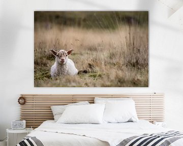 Little Lamb by Martzen Fotografie