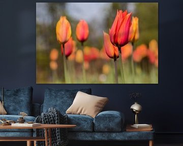 Tulips by Bruno Hermans