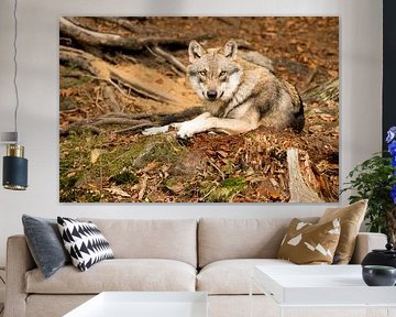 Wolf