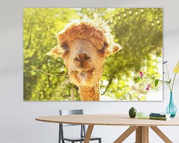 charming alpaca by Louisa Hoenstok