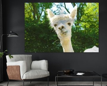 charming alpaca van Louisa Hoenstok