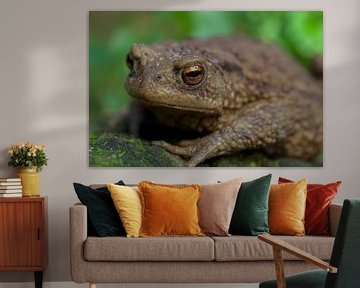 Common toad (profile) von Stijn de Jong