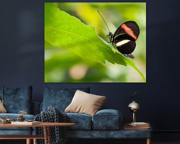 Zwarte vlinder met witte en oranje streep op groen blad van Esther van Lottum-Heringa