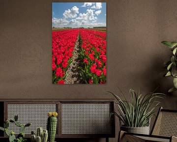 Tulpen veld van Marco de Graaff