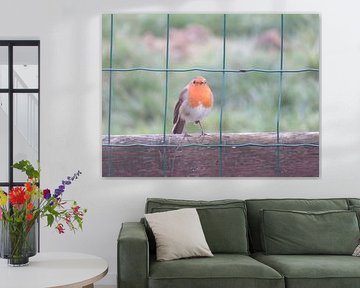 Robin