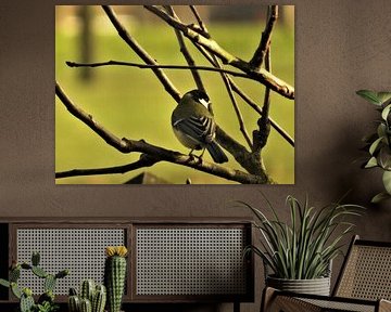 Chickadee