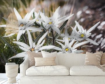 Edelweiss by Coen Weesjes