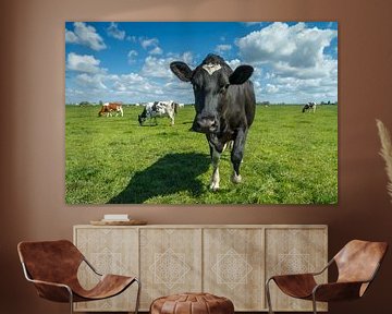 Hollandse koe van Menno Schaefer