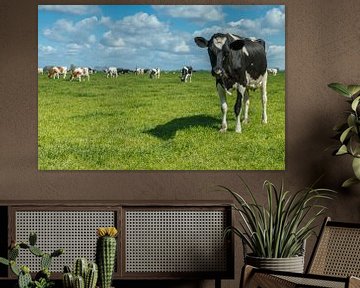 Dutch cow by Menno Schaefer