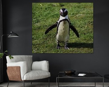 African penguin  by michael meijer