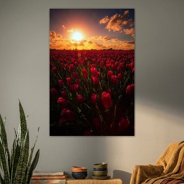 Middelharnis Tulpenveld van Cho Tang