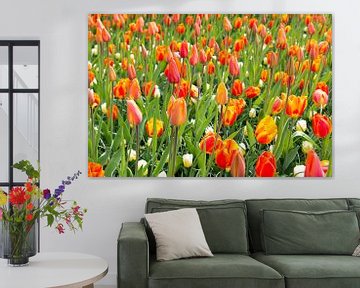 field with orange tulips