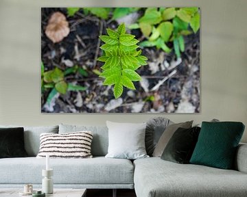 A treesprout by Robin Groen