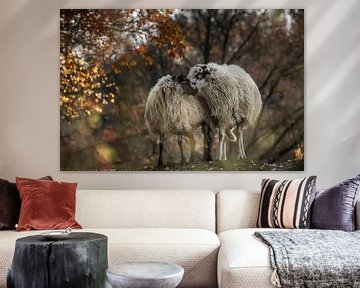 Twee schapen samen op de Brunssumerheide sur Boudewijn Tempelmans