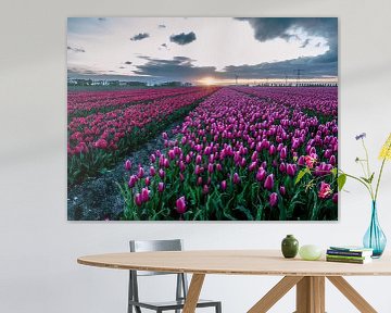 Tulipfields in holland by Dennis van Berkel