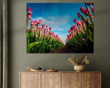 Roze tulpen in kikkerperspectief von Dennis van Berkel