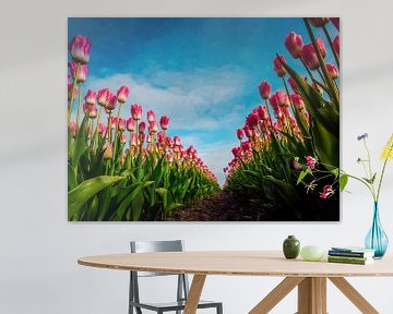 Pink Tulips by Dennis van Berkel
