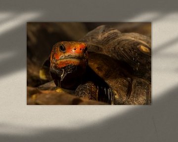 Kolenbranderschildpad - chelonoidis carbonaria