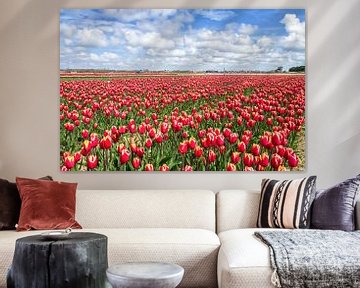 Rode Tulpen op Texel / Red Tulips on Texel