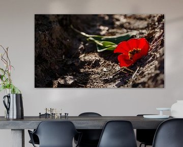 Die gefallene rote Tulpe auf dem Boden von Fotografiecor .nl