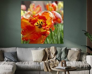 Tulips in Amsterdam by Marianna Pobedimova