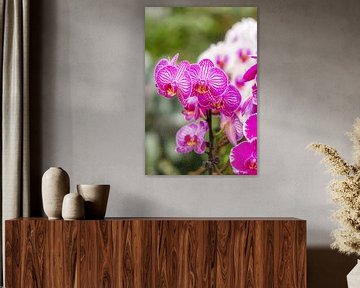 orchidee 2 sur John van Weenen