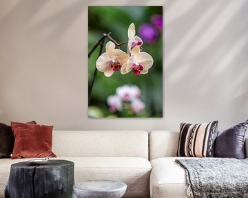 orchidee 9 sur John van Weenen