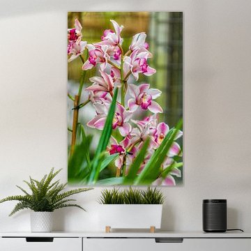 orchidee 12