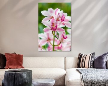 orchidee 11