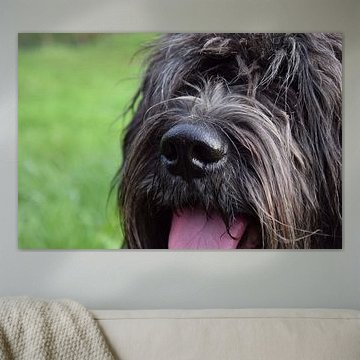 Nederlandse Schapendoes hond