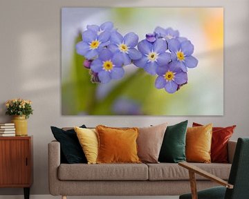 Blue forget me nots